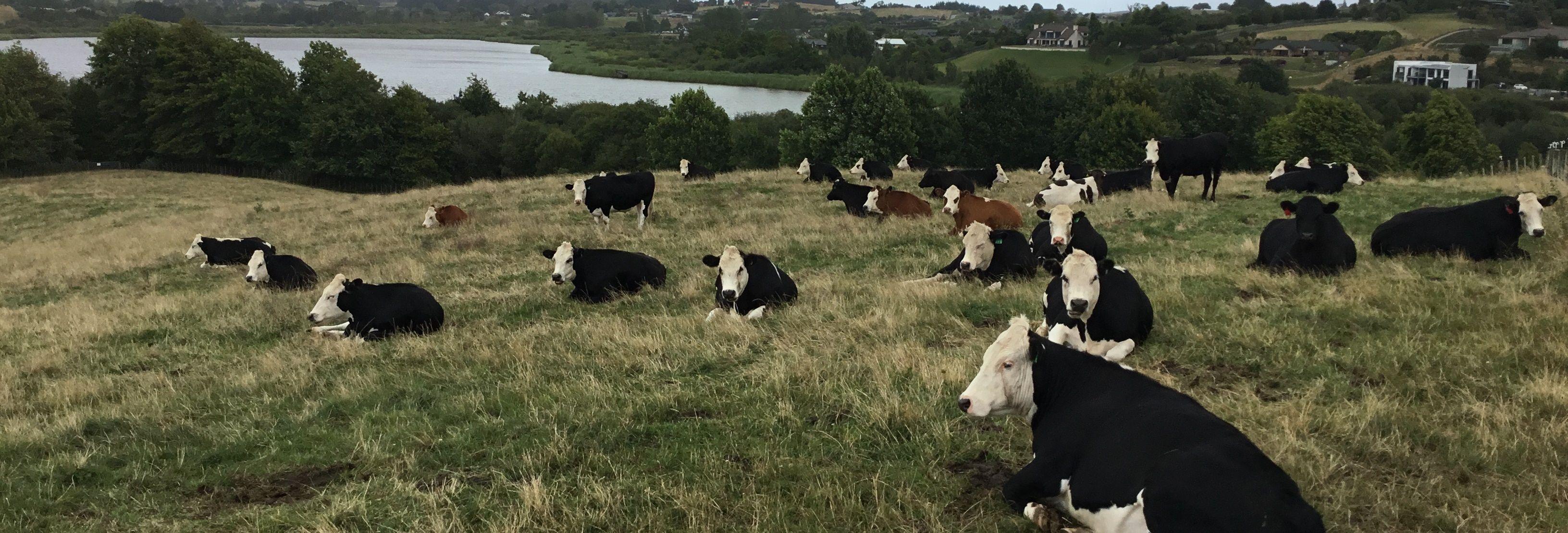 contented cattle from P Egan_crop